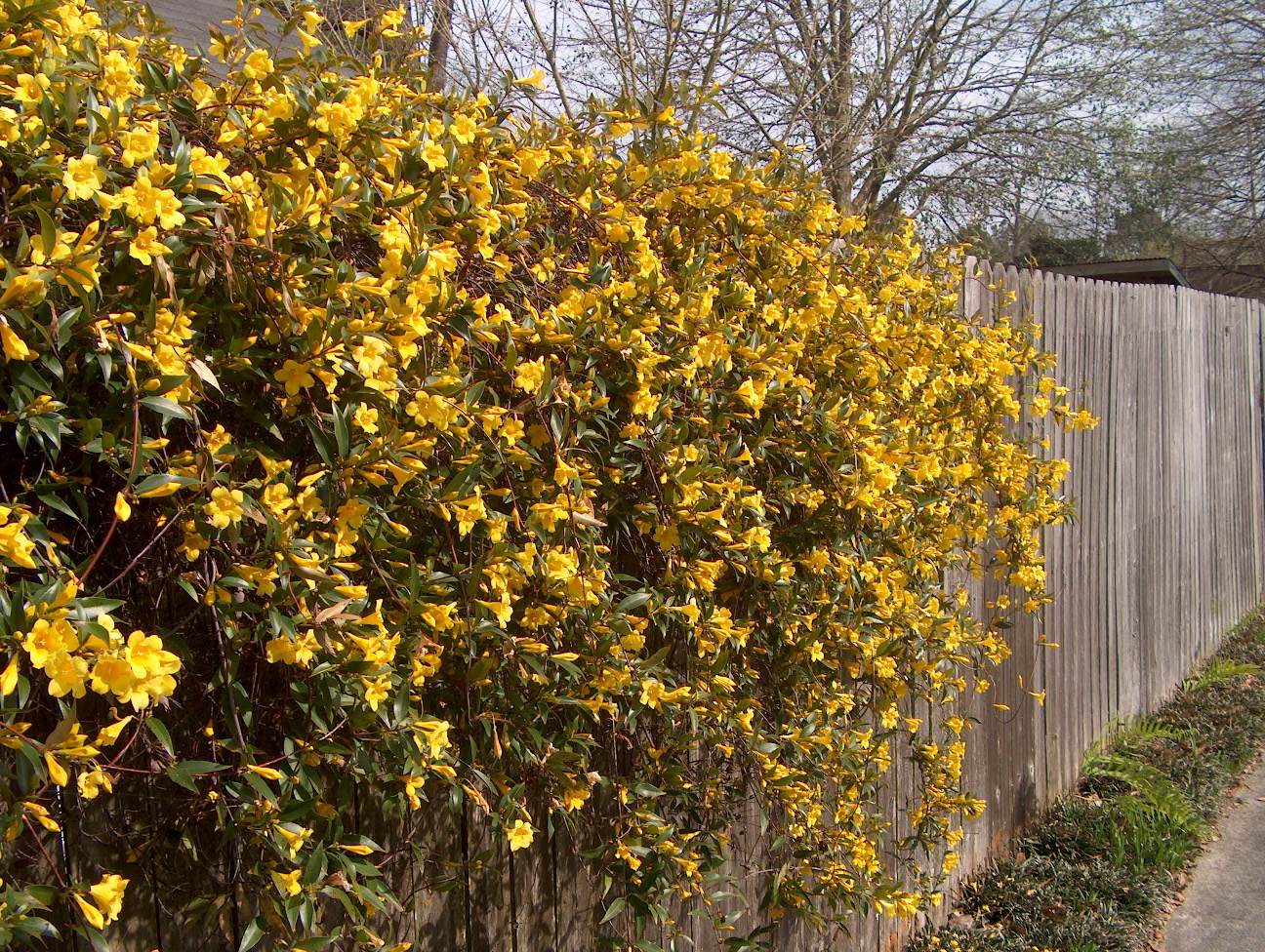 Online Plant Guide Gelsemium sempervirens / Carolina Yellow Jessamine